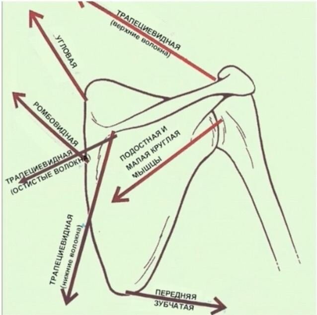 Стрелки показывают в каких направлениях работают мышцы