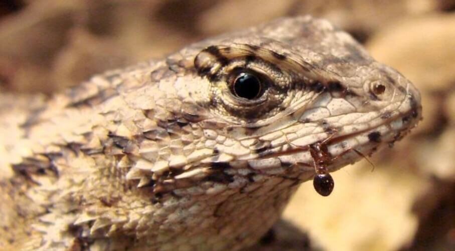    Игуана с муравьем во рту