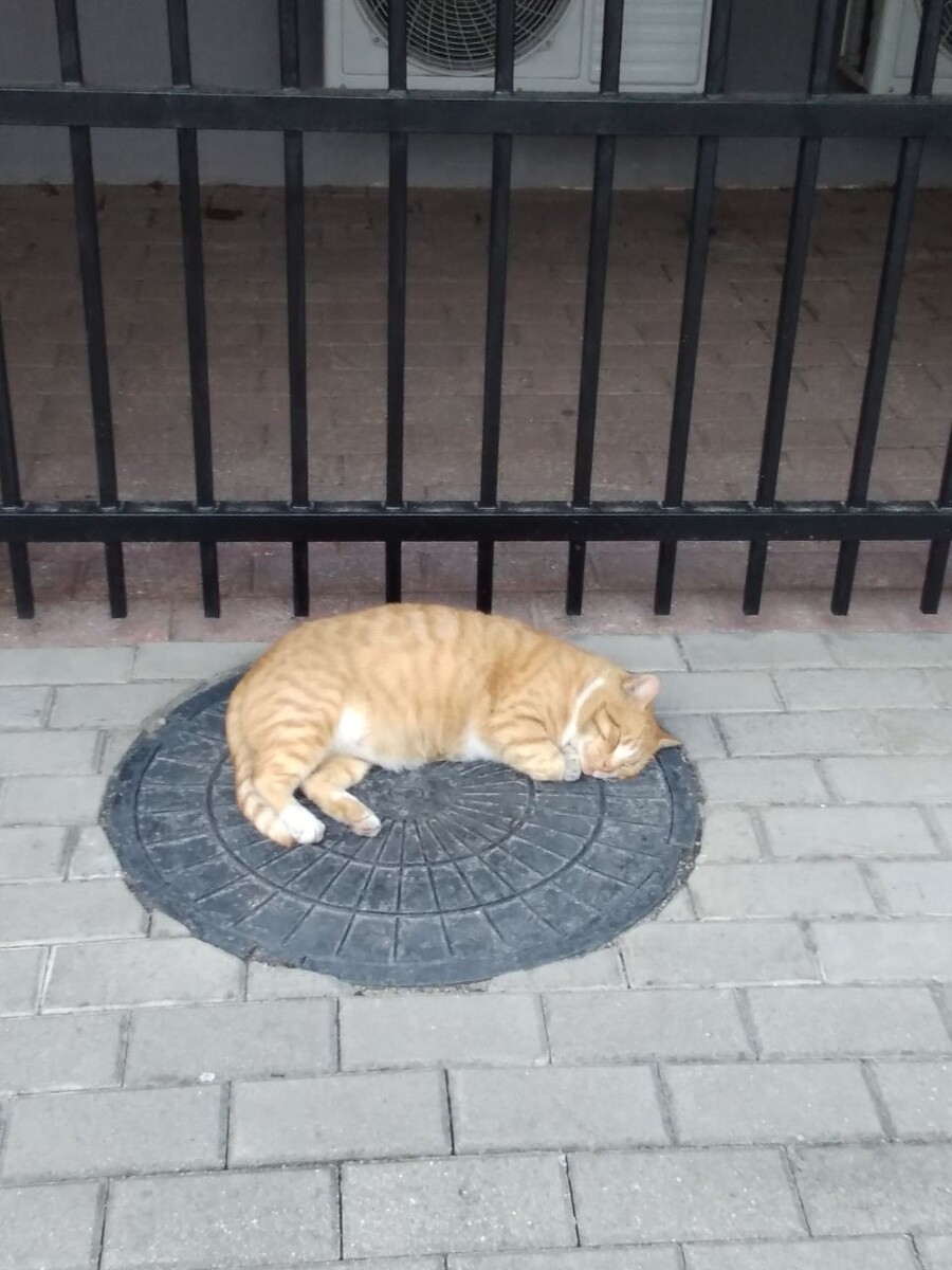 Живая кошечка недалеко от музея