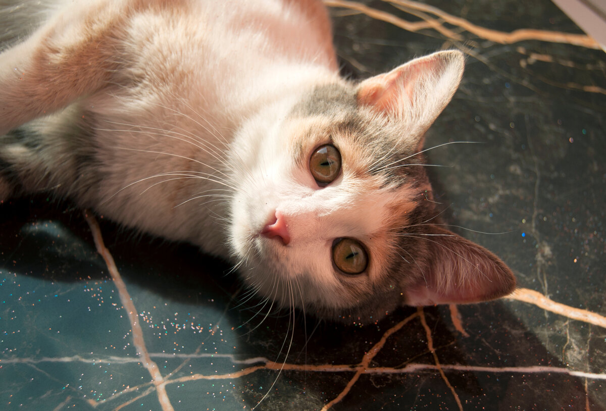 Пыль, шерсть будут заметны особенно на темных вариантах.