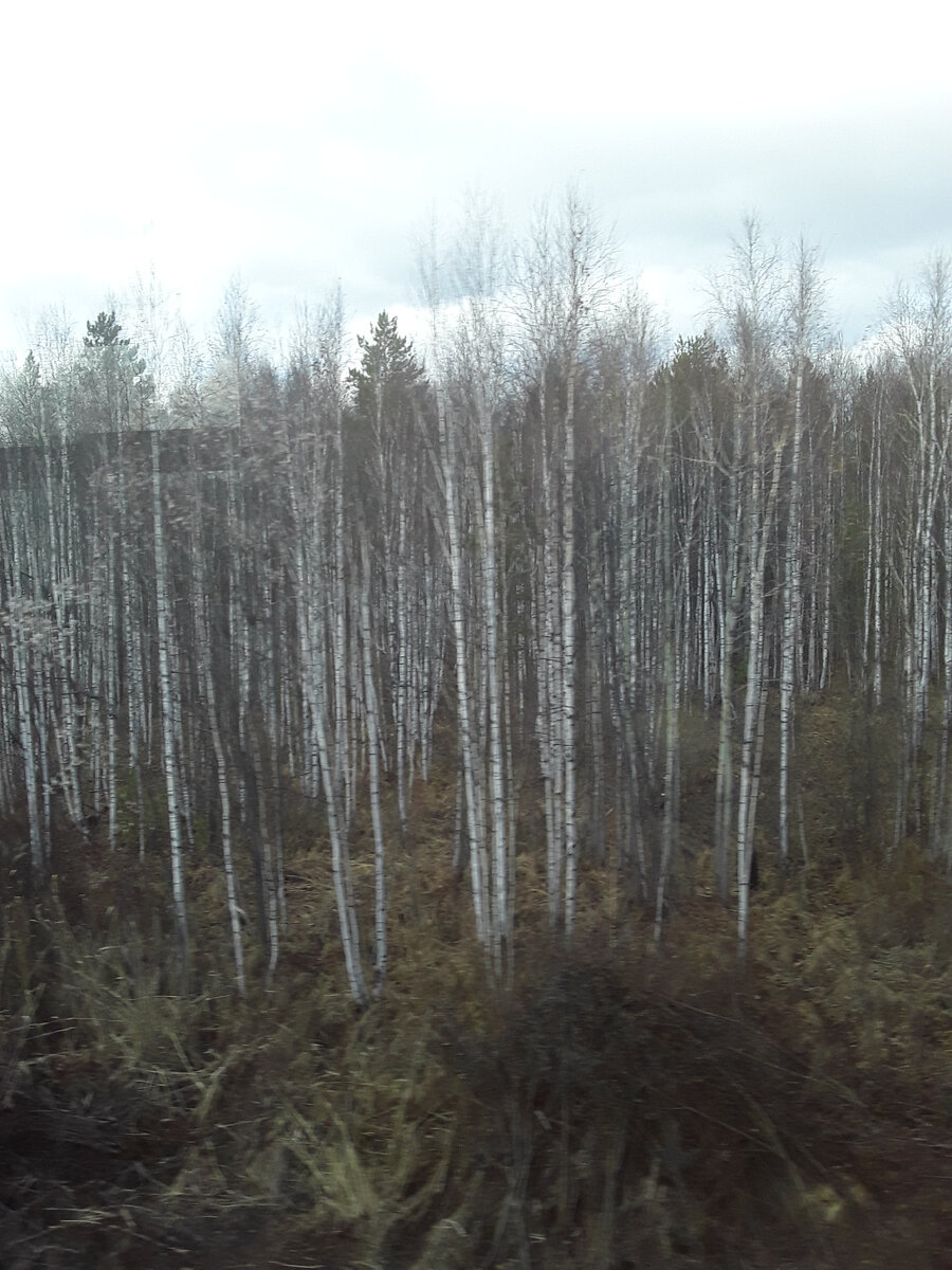 "Прозрачный" березняк