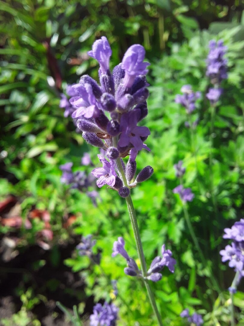 Лаванда, сорт Munstead