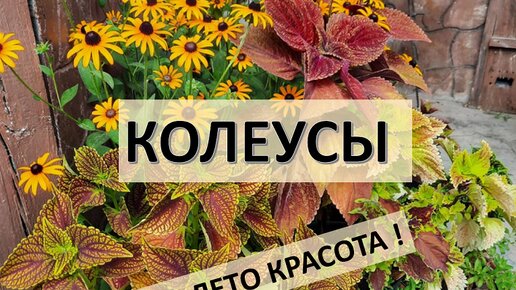 Колеусы. Все лето красота !