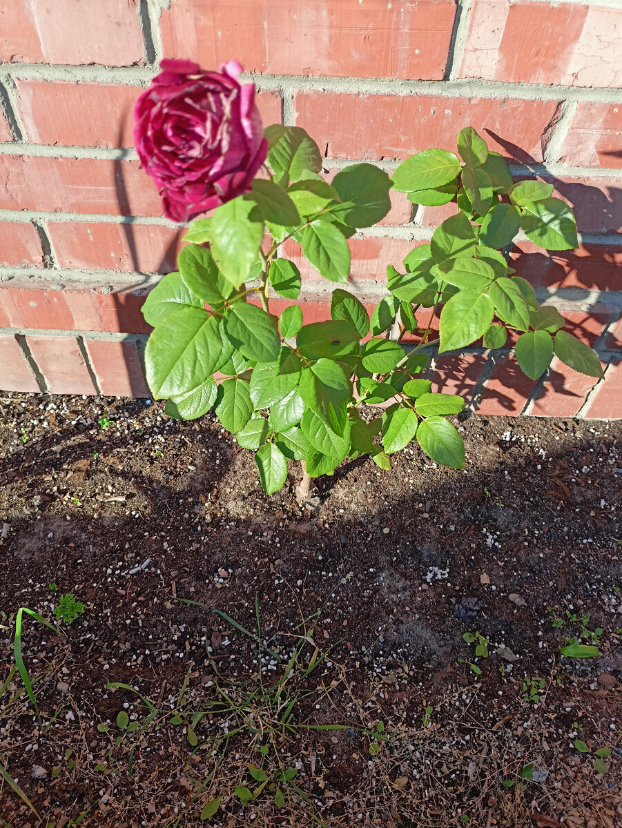 Такая роза 🌹 расцвела у родственников на даче, прелесть.
