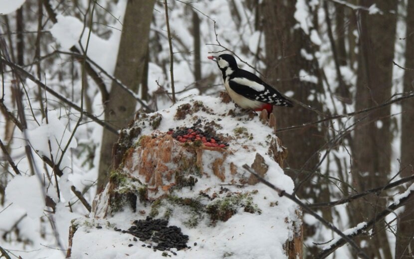 Bird ижевск. Птицы в ижевском зоопарке. Bird ижевск. Bird ижевск. Bird ижевск.