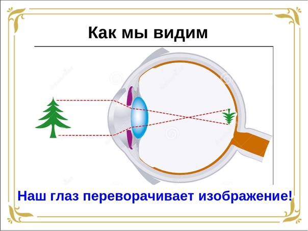 По видимому почему через. Как видит глаз. Как мы видим. Как глаз воспринимает картинку. Перевернутое изображение на сетчатке глаза.