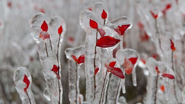   © Sputnik / Илья Аверьянов