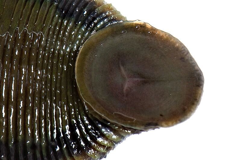 Рот этой вашей пиявки (из открытых источников)