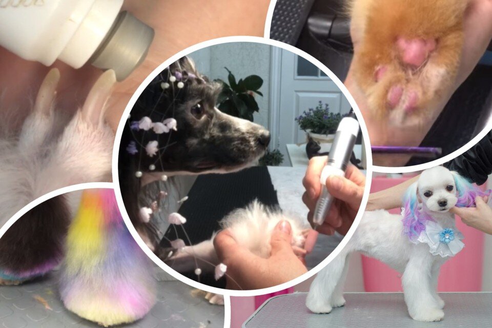     Лапакюр - почти СПА-процедура для собак и кошек. Фото: Rivvo – стрижка собак в Новосибирске.
