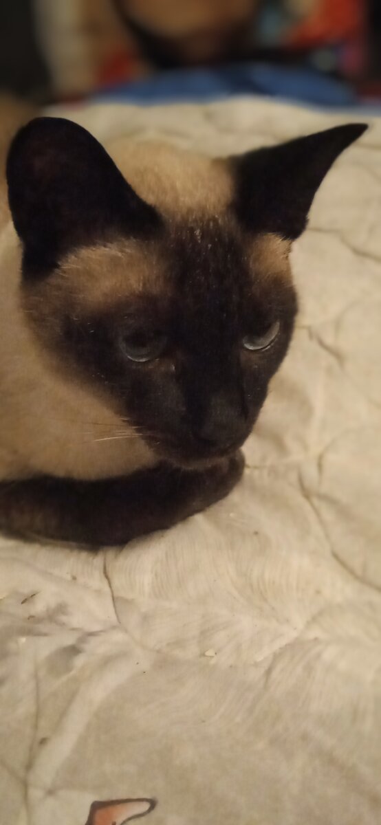 Спасённая тайка