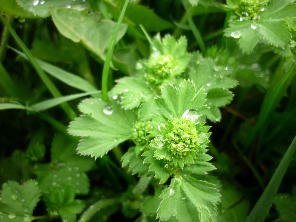 Манжетка Alchemilla epipsila