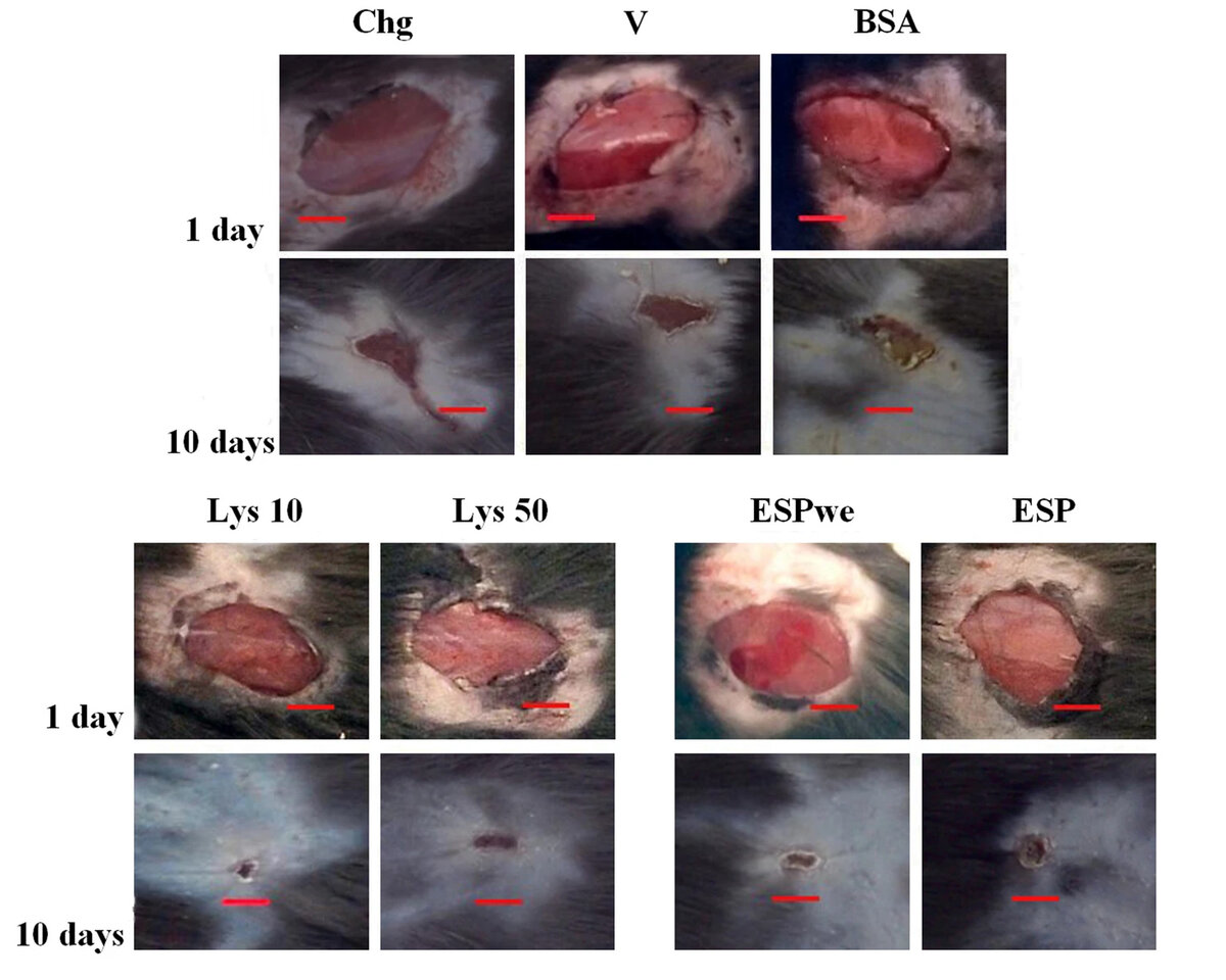 Процесс заживления ран: сверху — контроль, снизу — с обработкой препаратами из паразитического червя. Источник: Kovner, et al. / Scientific Reports, 2022