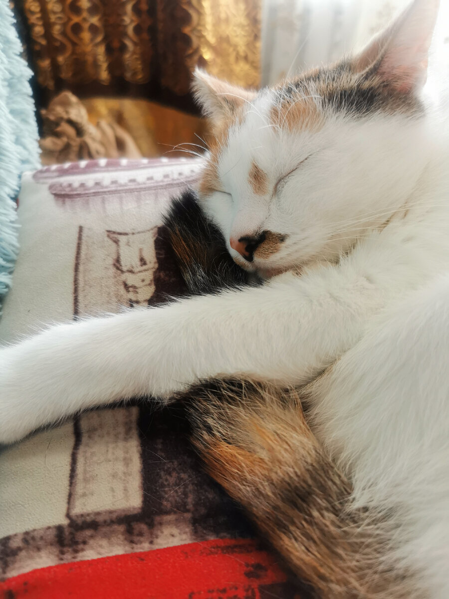 Наша любимая Куки