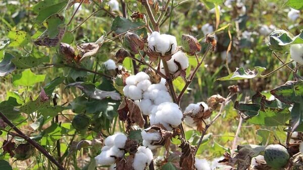   © Photo : Региональная служба коммуникаций Туркестанской области
