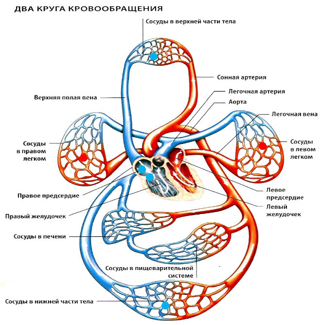 Схема органов кровообращения