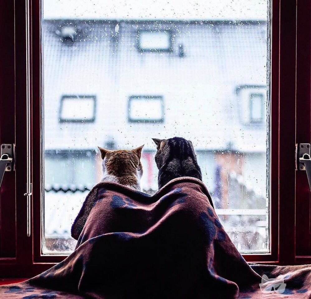 Статья для людей, а не для котиков