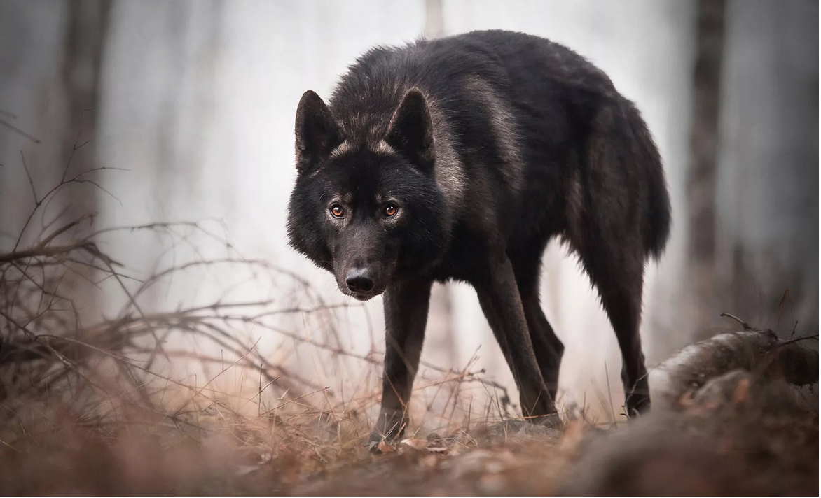 Молодой волк 