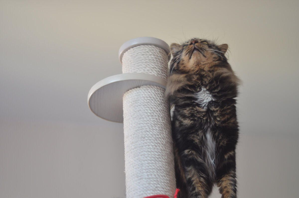 Шико немного похож на столбчатый график