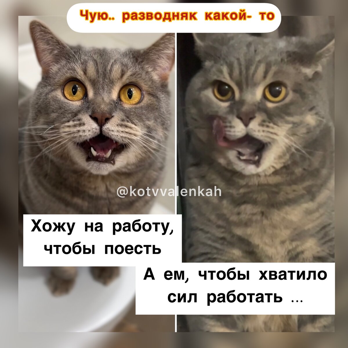 О май мем