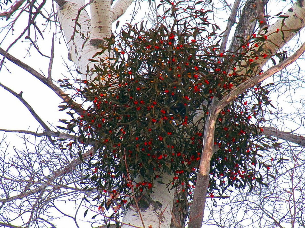 Омела дальневосточная