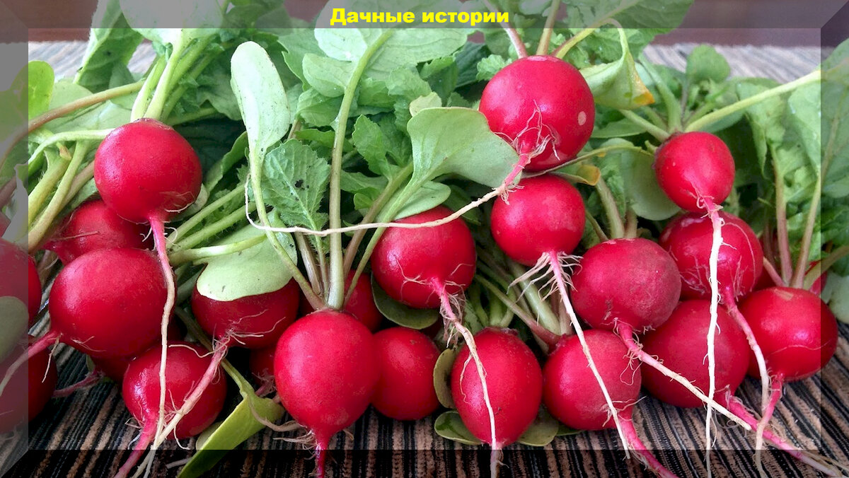 Какой редис лучше. Редис скороспелая черешня. Редис Клеопатра. Редис чери эт ф 1. Редис бегунок f1.