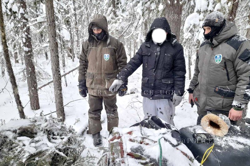    В Югре браконьер поймал семь соболей на капканы