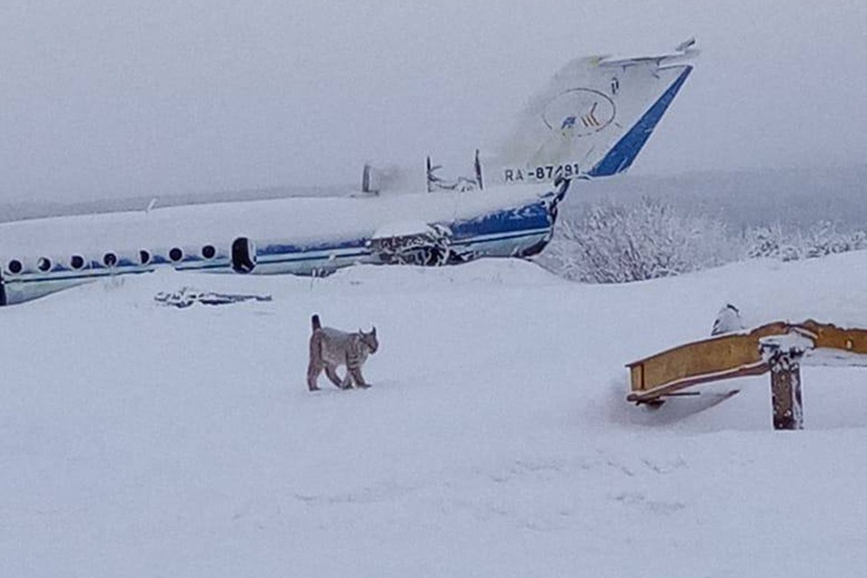     Рысь встретили в районе аэропорта в селе Тигиль. Фото: telegram-канал @kamchatka01.