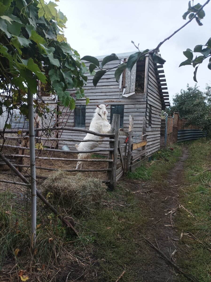 Кокосу 1,5 года