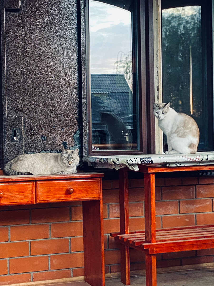 Плюша с Пумкой уже оставили свои лайки и ждут еды.