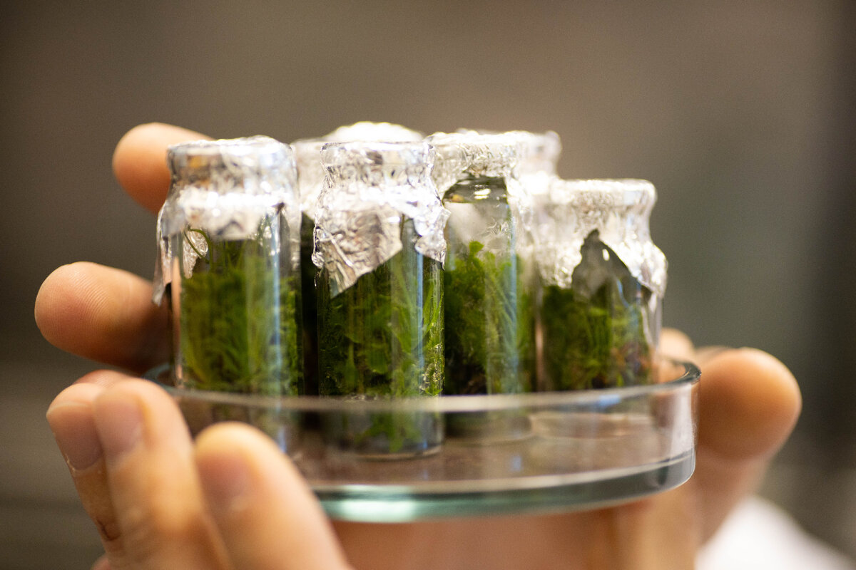 Водоросли способны поглощать цинк, магний, железо, алюминий, кремний и свинец. Фото: Родион Нарудинов.