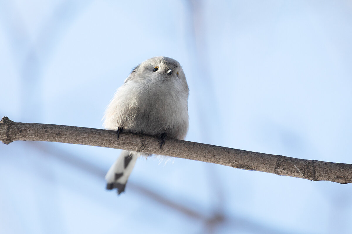 Длиннохвостая синица или ополовник