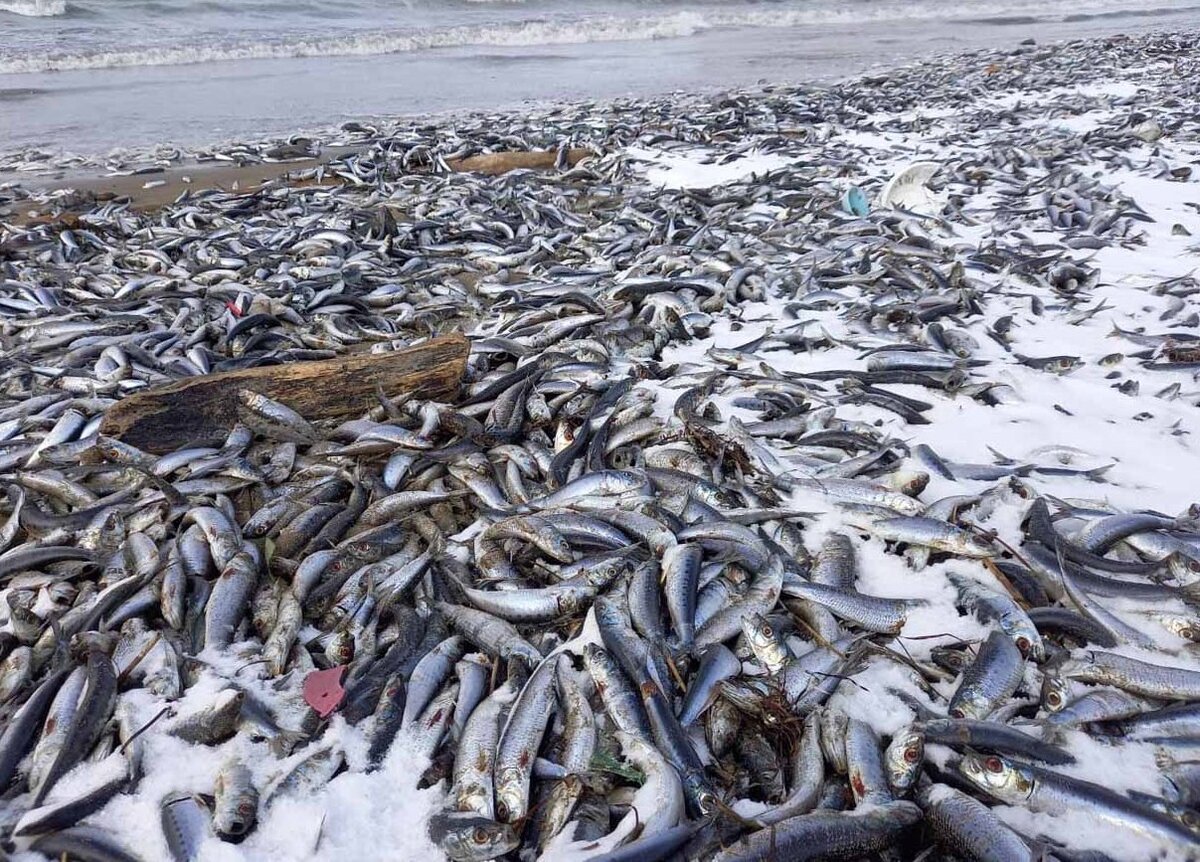 Выброс рыбы на Кунашире, в бухте Первухина. 2023 год. Автор фото: Дмитрий Соков.