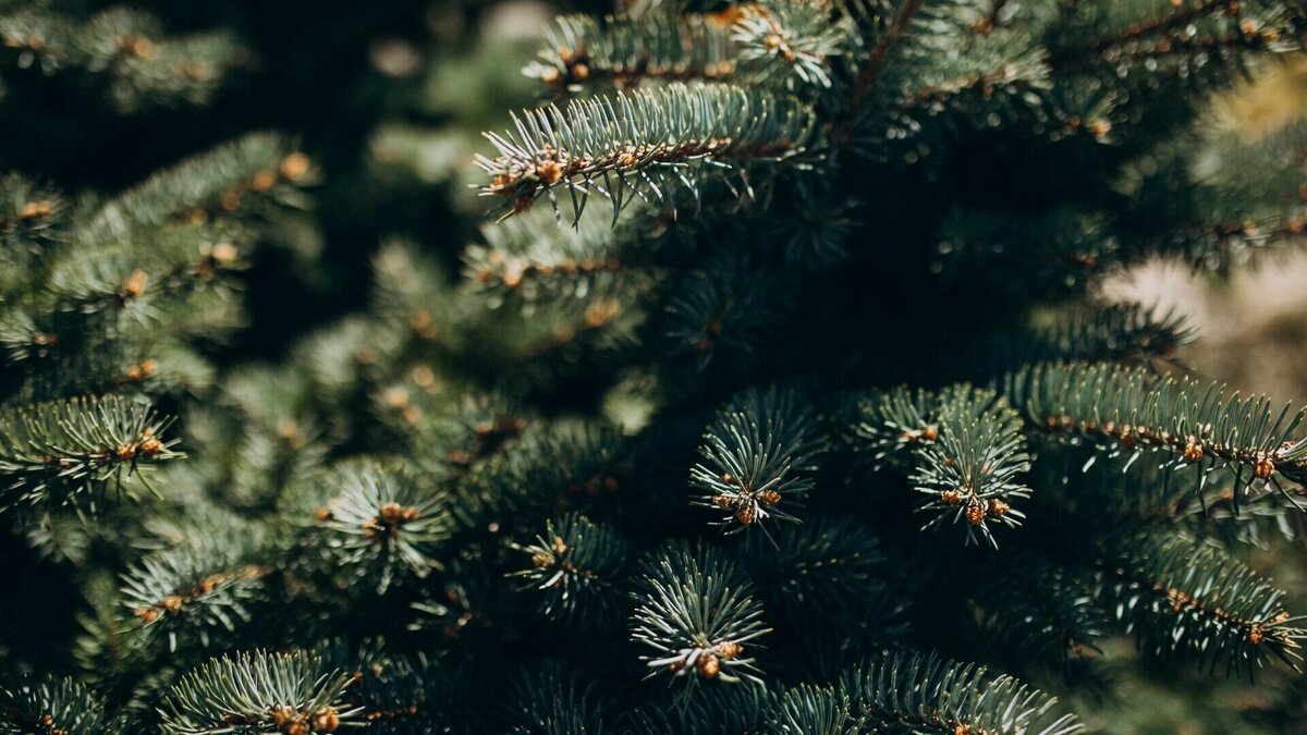     В рамках работы по применению в жизнь нацпроекта «Экология» и популяризации вторичной переработки регоператор по обращению с ТКО отвез два контейнера объемом 25 тонн с отслужившими в новогодние праздники хвойными деревьями в Зоосад имени В. П. Сысоева «Приамурский».