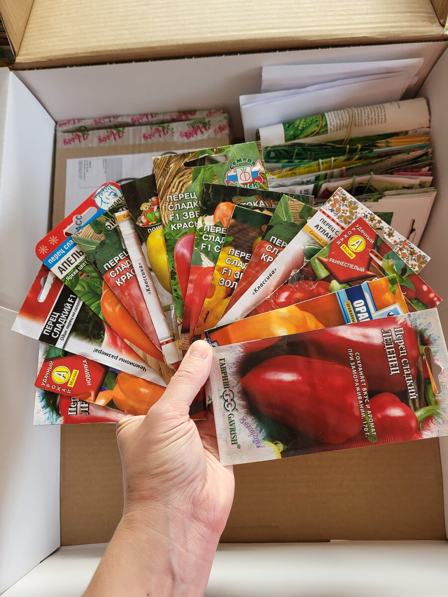 Семена сладкого перца