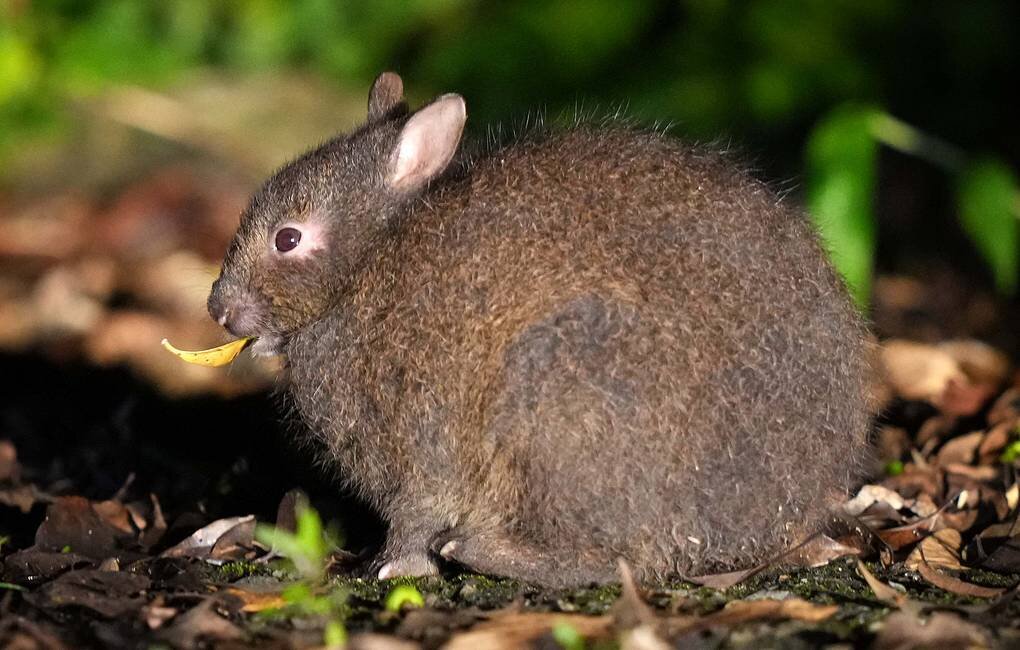 Лазающий заяц (Pentalagus furnessi) © Ichiro Ohara/The Yomiuri Shimbun via Reuters Connect