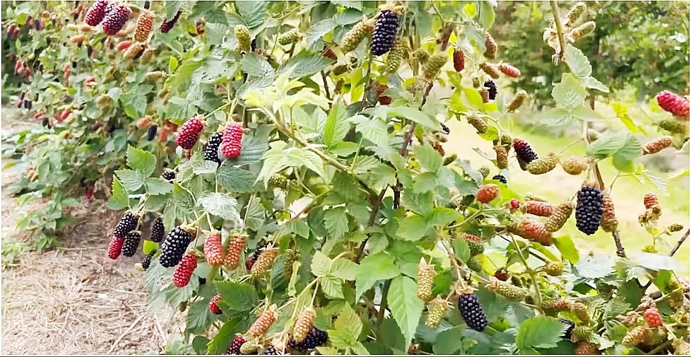 Сорт Карака Блэк
