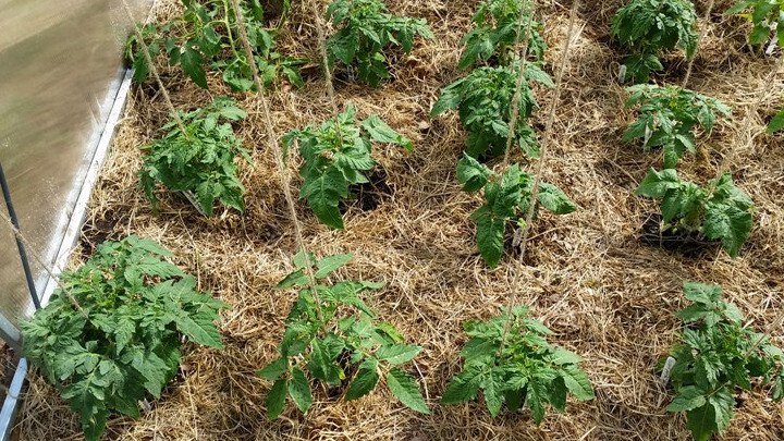 Сорт томата монгол карлик. Сорт томатов зоя. Тапенер для подвязки томатов. Кустовые помидоры. Форум томатоводов.