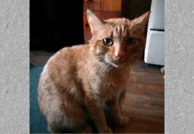 Котик печального образа. Хорошо, что мы забрали его. Скоро его жизнь изменится к лучшему