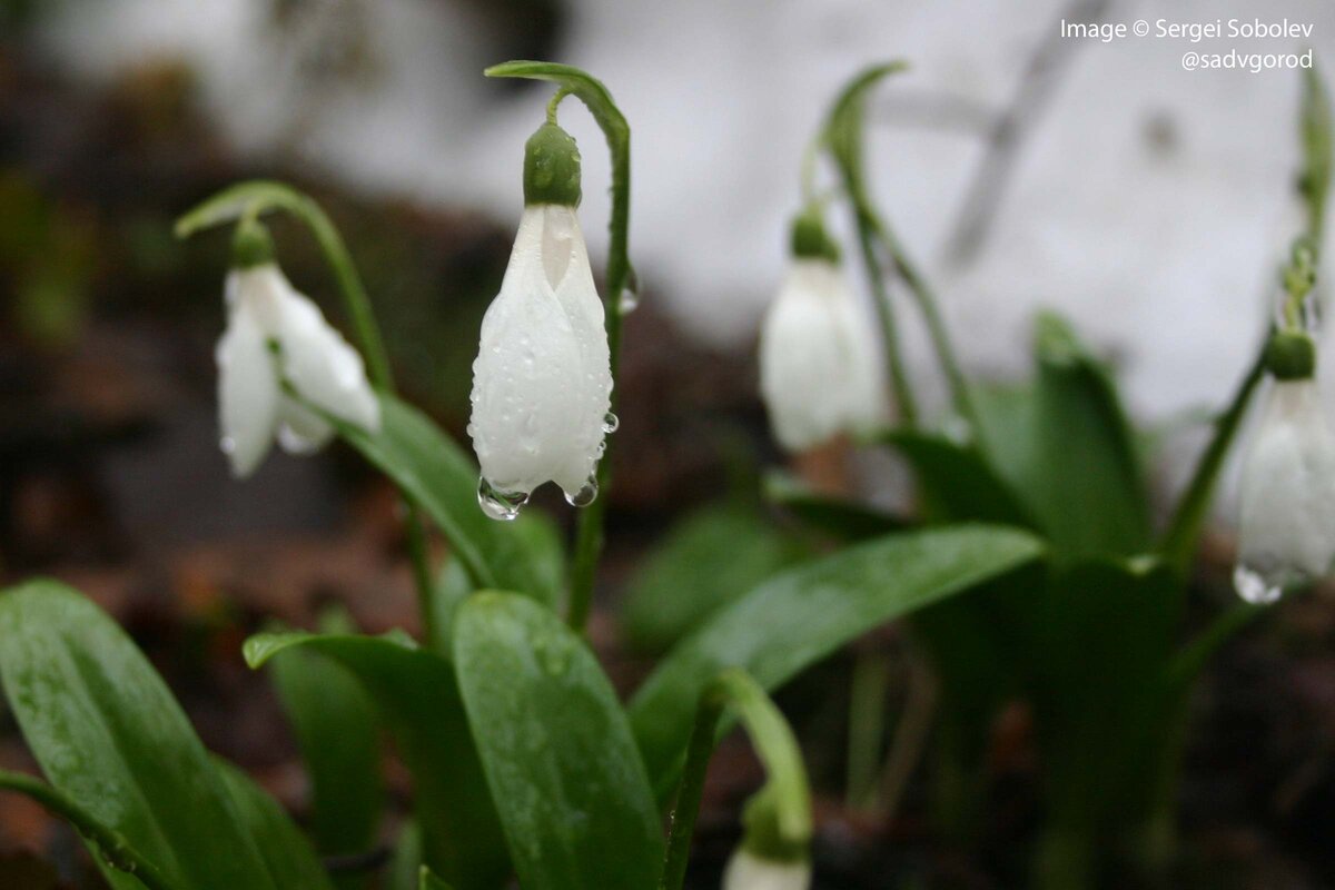 Подснежник (Galanthus) — действительно первый в моём саду! | Сад в город! |  Дзен