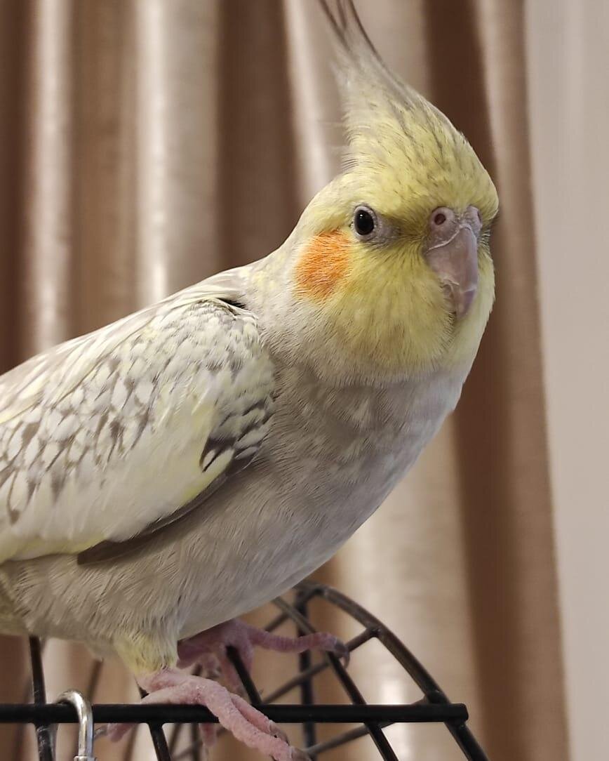 Фото предоставила Нелли, хозяйка Ричи.