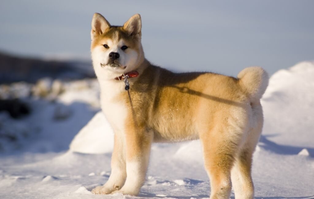 Акита-ину