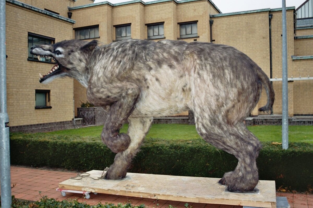 Жеводанским зверем. Эндрюсархус Жеводанский зверь. Andrewsarchus mongoliensis. Жеводанский зверь чучело. Бурая гиена Жеводанский зверь.