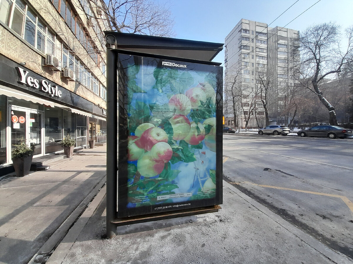 фото  яблоки