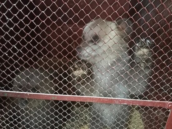     Малышей приютил Оренбургский цирк / Елена Анифатьева