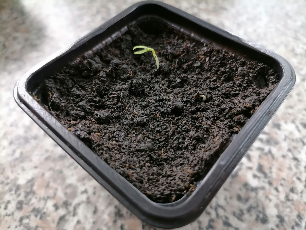 Всходит желтый Хабанеро