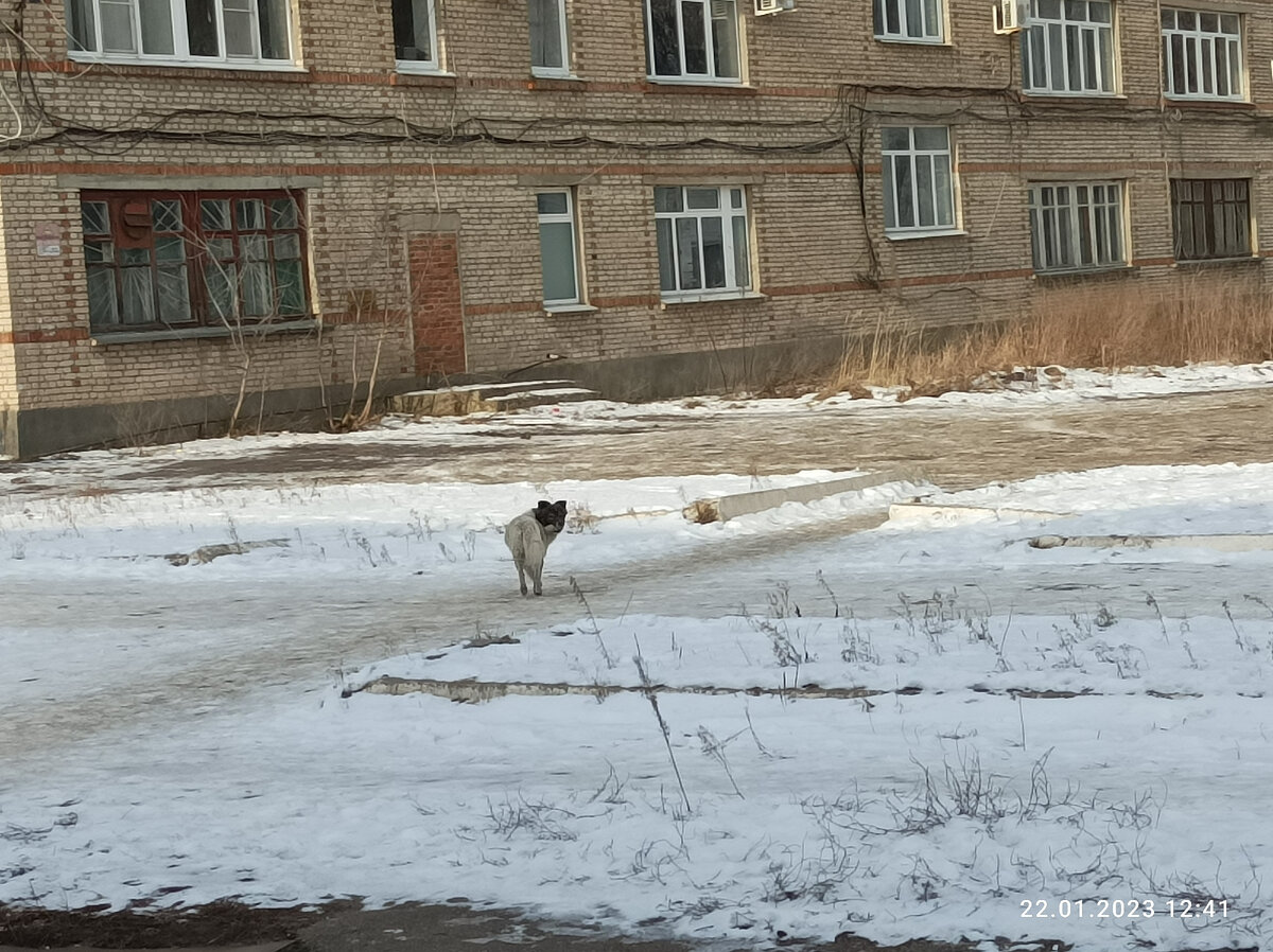 Бездомная собачка, очень пугливая. Видела только два раза. Кормила. 
