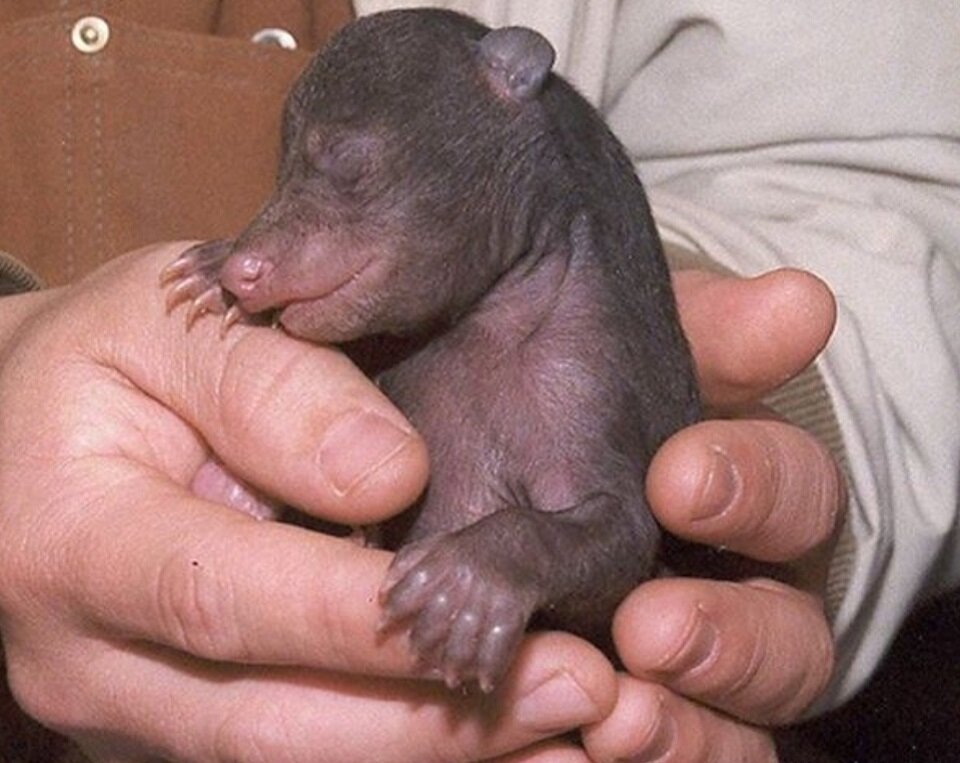 Медвежата рождаются очень маленькими, с закрытыми глазами и слуховыми проходами