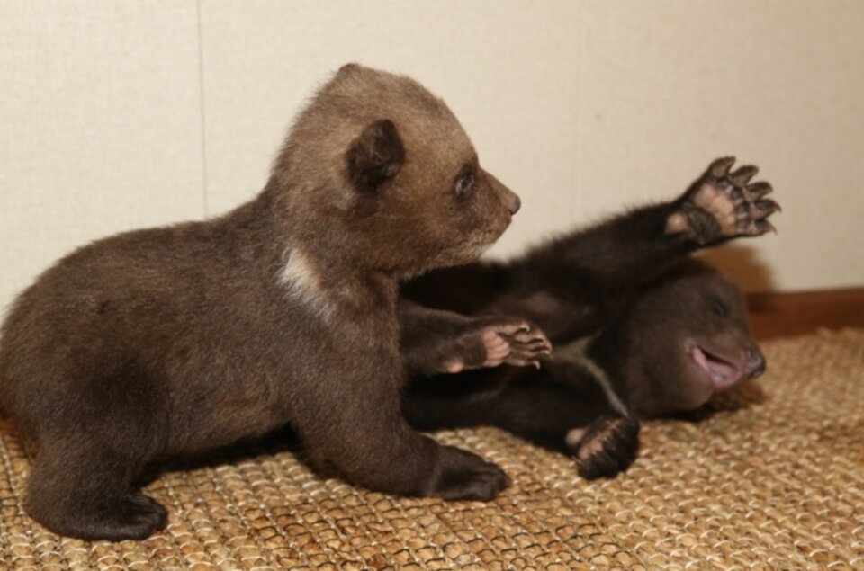 Центр спасения диких животных зимой содержит медвежат в специальных теплых домиках