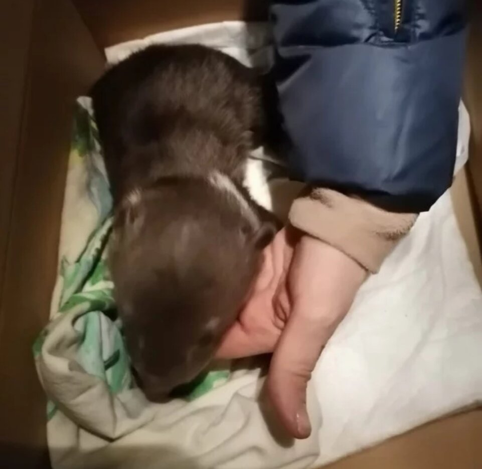 Эта история случилась под Питером. Сибирская лайка по кличке Лайма убежала в лес и вернулась оттуда со щенком.-4-3