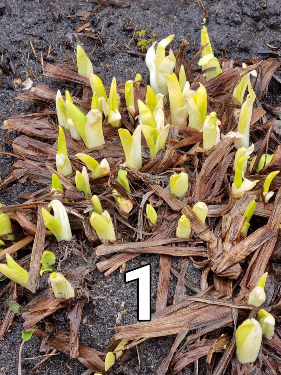 2 фото, листайте